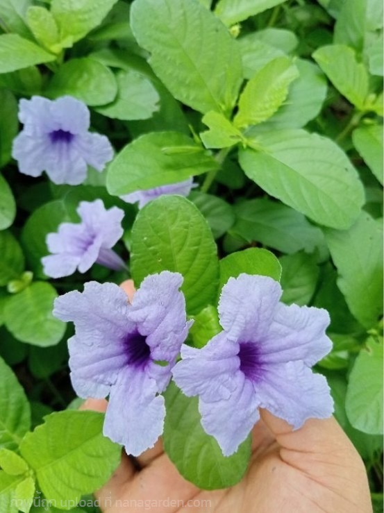 ต้นต้อยติ่ง minnieroof (เป๊าะเป๊าะ)  | Alungkarn - เมืองราชบุรี ราชบุรี