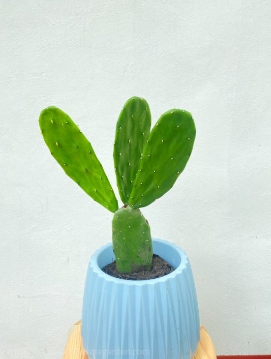 กระบองเพชรใบเสมา กระบองเพชรมิคกี้เมาส์ Opuntia โอพันเทีย | Alungkarn - เมืองราชบุรี ราชบุรี