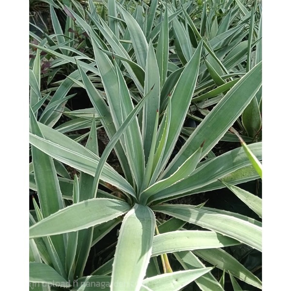 ต้นอากาเว่ ต้นป่าศรนารายณ์ Caribbean Agave ไม้พุ่ม ไม้อวบน้ำ | Alungkarn - เมืองราชบุรี ราชบุรี