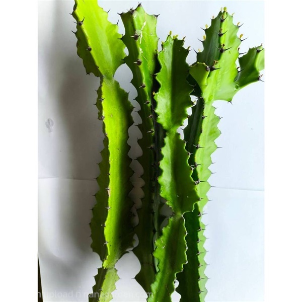 กิ่งกระบองเพชรตอสามเหลี่ยม ตอแคคตัส Cactus ไม้อวบน้ำ | Alungkarn - เมืองราชบุรี ราชบุรี