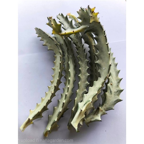 ยูโฟเบียแลคเทียขาว (Euphorbia lactea white qhost) | Alungkarn - เมืองราชบุรี ราชบุรี