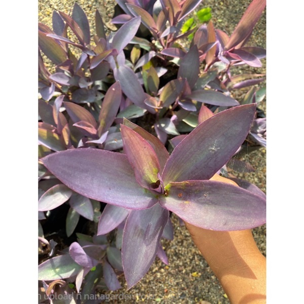กิ่งดวงใจม่วง, หัวใจสีม่วง Purple Heart | Alungkarn - เมืองราชบุรี ราชบุรี