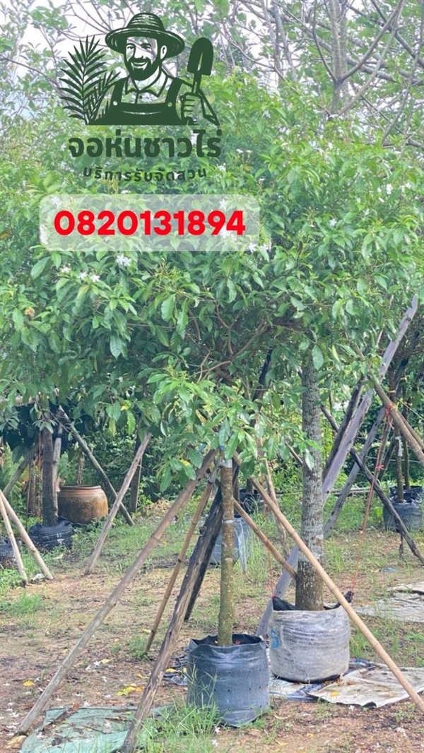 ต้นพุดกังหัน สูง 2.5 เมตร | จอห์นชาวไร่ บริษัทรับจัดสวน - บางบัวทอง นนทบุรี