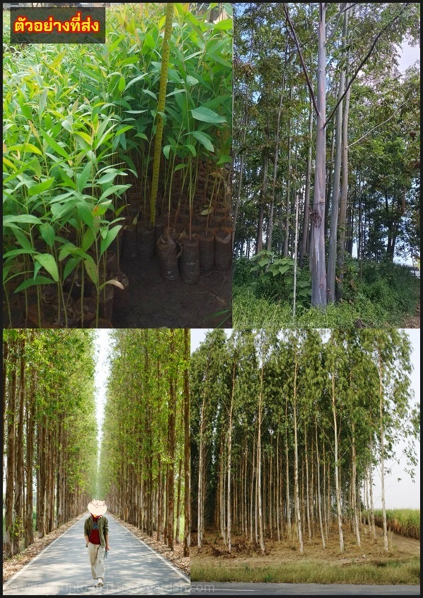 ต้นยูคาลิปตัส ยูคาลิปตัส Eucalyptus | Shopping by lewat - เมืองมหาสารคาม มหาสารคาม