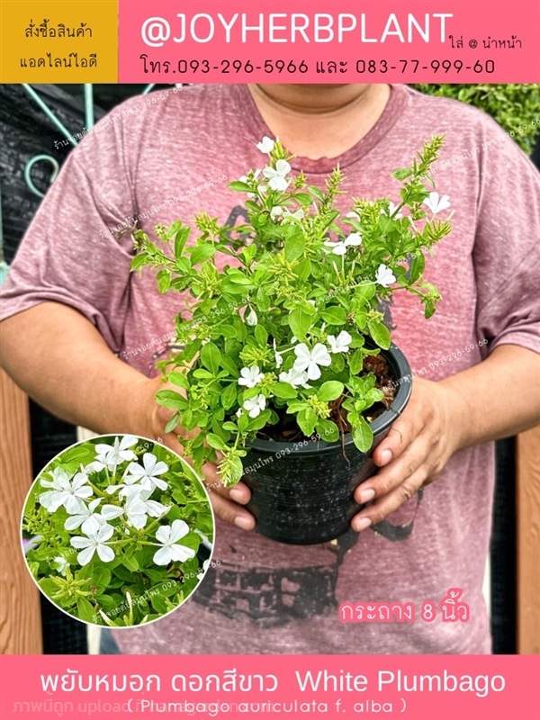 พยับหมอกสีขาว White Plumbago  ขายปลีก-ขายส่ง | ร้านจอยต้นสมุนไพร - หนองแขม กรุงเทพมหานคร