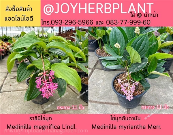 ต้นไข่มุกอันดามัน  ต้นราชินีไข่มุก ขายปลีก-ขายส่ง  | ร้านจอยต้นสมุนไพร - หนองแขม กรุงเทพมหานคร