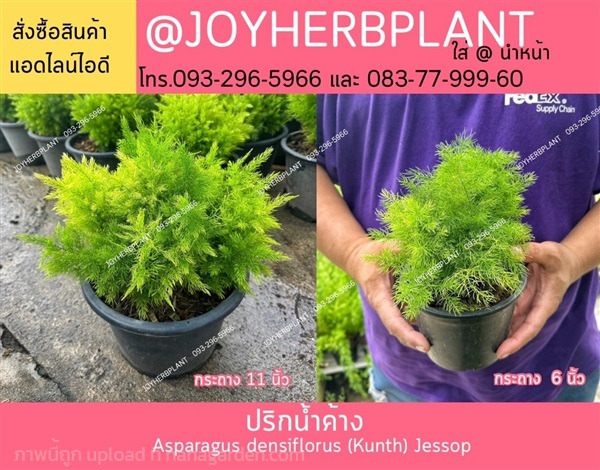 ปริกน้ำค้าง และไม้จัดสวนทุกชนิด | ร้านจอยต้นสมุนไพร - หนองแขม กรุงเทพมหานคร