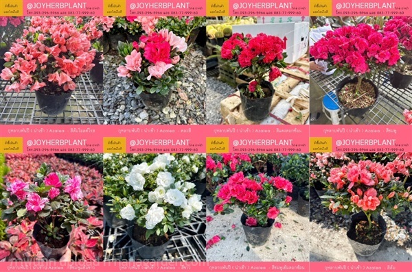 ต้นกุหลาบพันปี Azalea นำเข้า-เพาะในไทย | ร้านจอยต้นสมุนไพร - หนองแขม กรุงเทพมหานคร