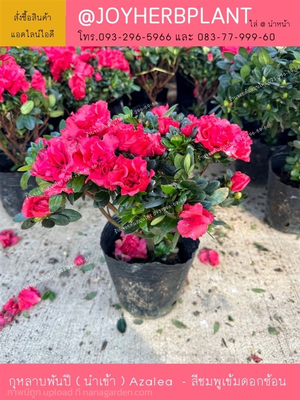 ต้นกุหลาบพันปี สีชมพูเข้มดอกซ้อน (นำเข้า)  | ร้านจอยต้นสมุนไพร - หนองแขม กรุงเทพมหานคร