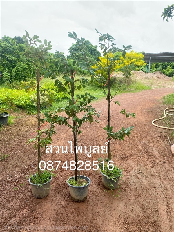 รวงผึ้ง | ไพบูลย์ พันธุ์ไม้ -  ปราจีนบุรี
