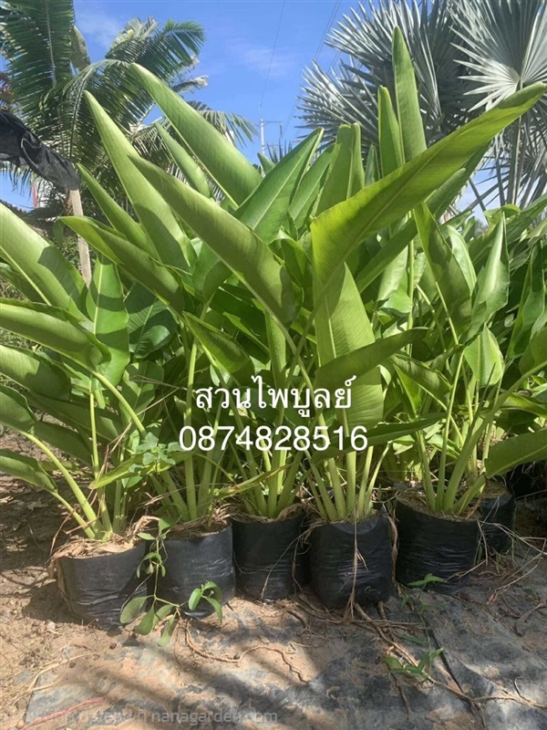 กล้วยพัด | ไพบูลย์ พันธุ์ไม้ -  ปราจีนบุรี