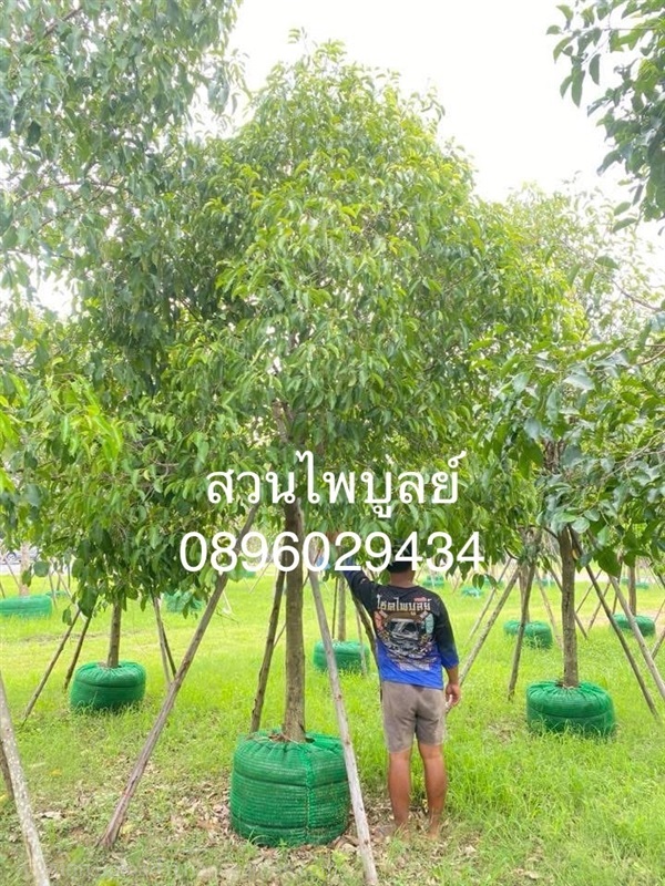 พิกุล | ไพบูลย์ พันธุ์ไม้ -  ปราจีนบุรี