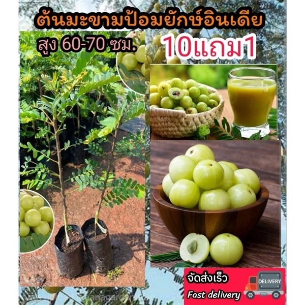 ต้นมะขามป้อมยักษ์อินเดีย | ลิตเติ้ลพาร์ค Little Park - บางกรวย นนทบุรี