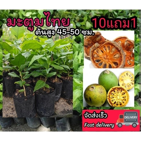 ต้นมะตูมไทย  | ลิตเติ้ลพาร์ค Little Park - บางกรวย นนทบุรี