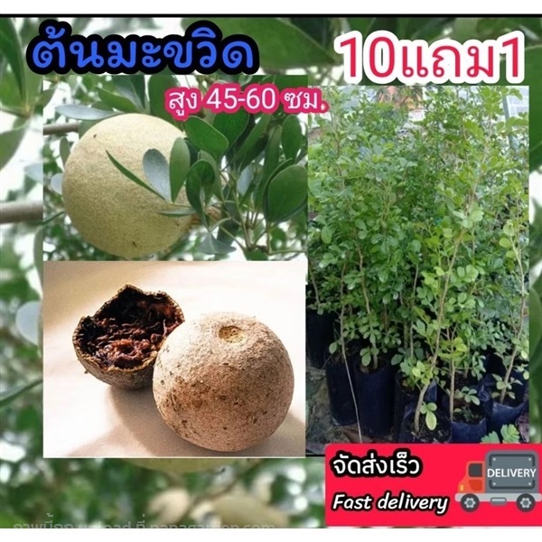 ต้นมะขวิด | ลิตเติ้ลพาร์ค Little Park - บางกรวย นนทบุรี