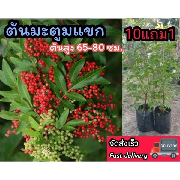 ต้นพันธุ์มะตูมแขก | ลิตเติ้ลพาร์ค Little Park - บางกรวย นนทบุรี