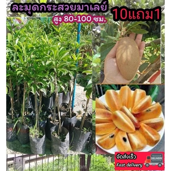 ต้นละมุดกระสวยมาเลน์ | ลิตเติ้ลพาร์ค Little Park - บางกรวย นนทบุรี