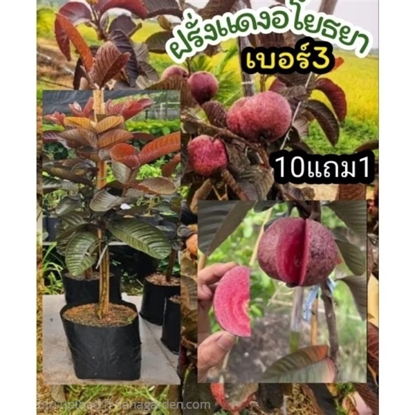 ต้นฝรั่งแดงอโยธยา เบอร์3 | ลิตเติ้ลพาร์ค Little Park - บางกรวย นนทบุรี