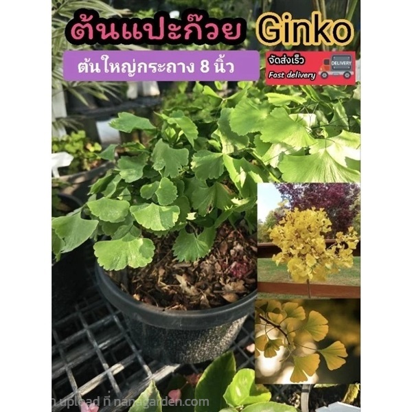 ต้นแปะก๊วย | ลิตเติ้ลพาร์ค Little Park - บางกรวย นนทบุรี