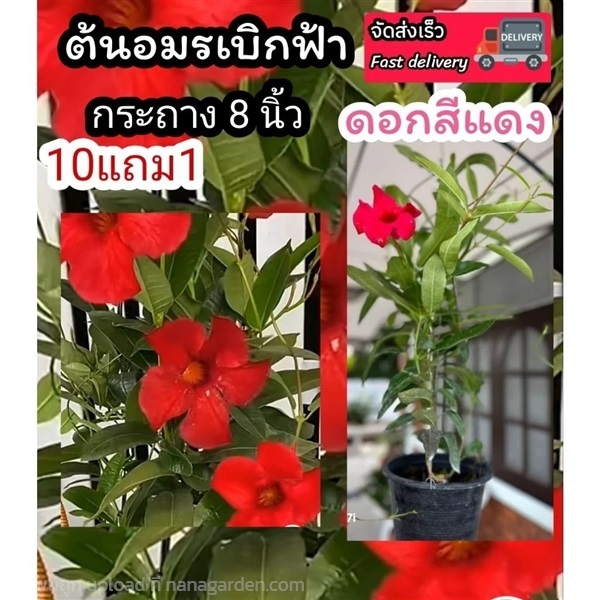ต้นอมรเบิกฟ้าสีแดง | ลิตเติ้ลพาร์ค Little Park - บางกรวย นนทบุรี