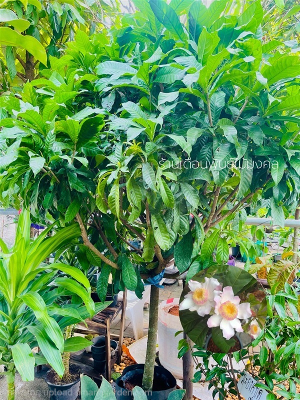 ต้นบัวสวรรค์ | เดือนพันธุ์ไม้มงคล - บางใหญ่ นนทบุรี