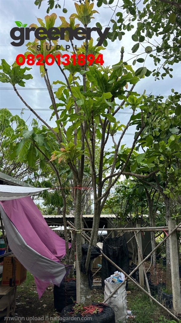 ต้นจิกเศรษฐี 7" สูง 5   เมตร | คีย์โฮลการ์เด้น - บางกรวย นนทบุรี