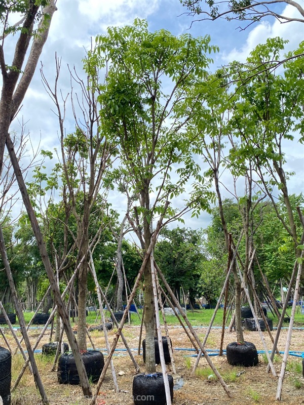 ต้นมะฮอกกานี 5-6 นิ้ว | สวนตั้มเครนพันธ์ไม้ - แก่งคอย สระบุรี
