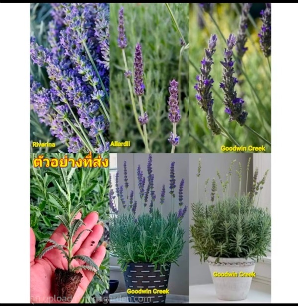 ต้น กู้ดวิน ลาเวนเดอร์ Goodwin creek Lavender | Shopping by lewat - เมืองมหาสารคาม มหาสารคาม