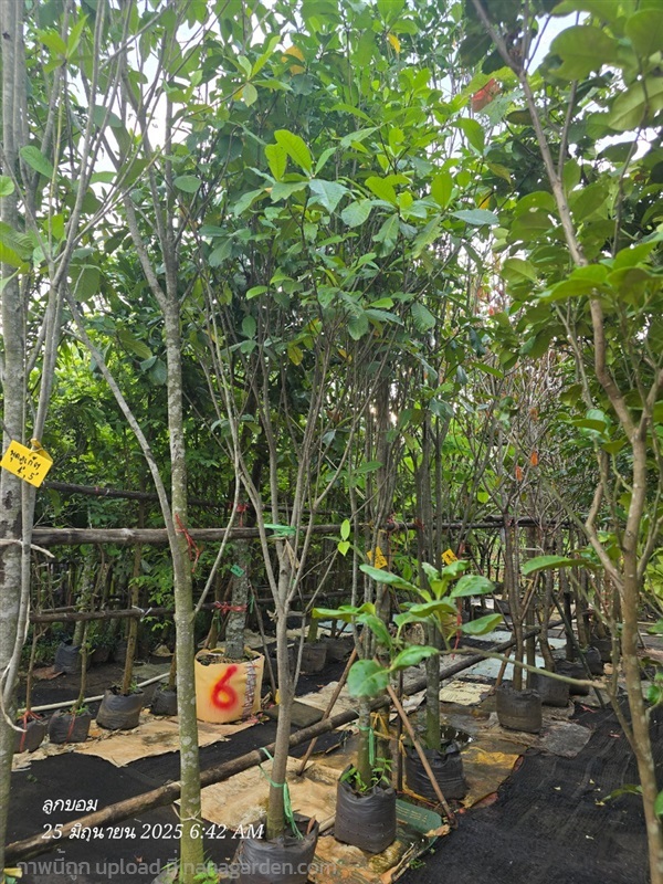 พุดภูเก็ต หน้า2 | สวนป้านิตย์ ปราจีนบุรี - เมืองปราจีนบุรี ปราจีนบุรี