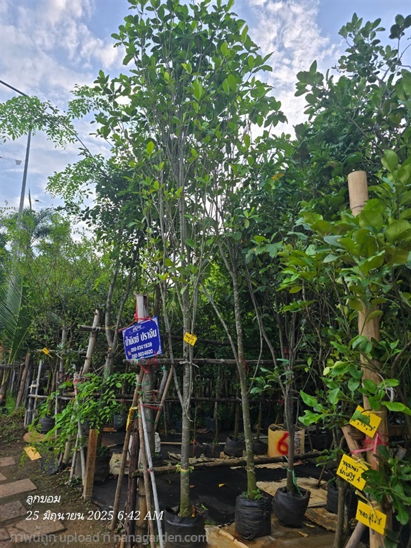 พุดภูเก็ต กับ คำมอคหลวง หน้า3 | สวนป้านิตย์ ปราจีนบุรี - เมืองปราจีนบุรี ปราจีนบุรี