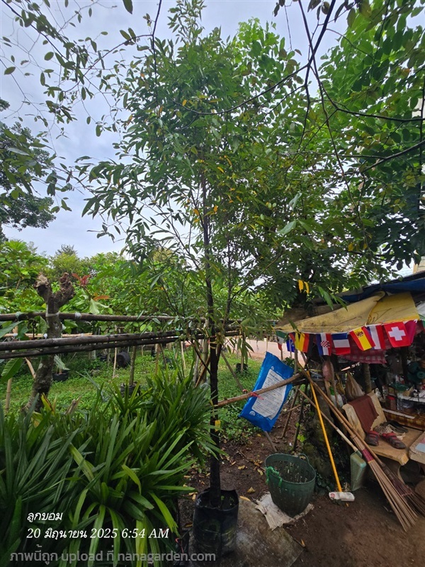 ลำดวน2"++ | สวนป้านิตย์ ปราจีนบุรี - เมืองปราจีนบุรี ปราจีนบุรี