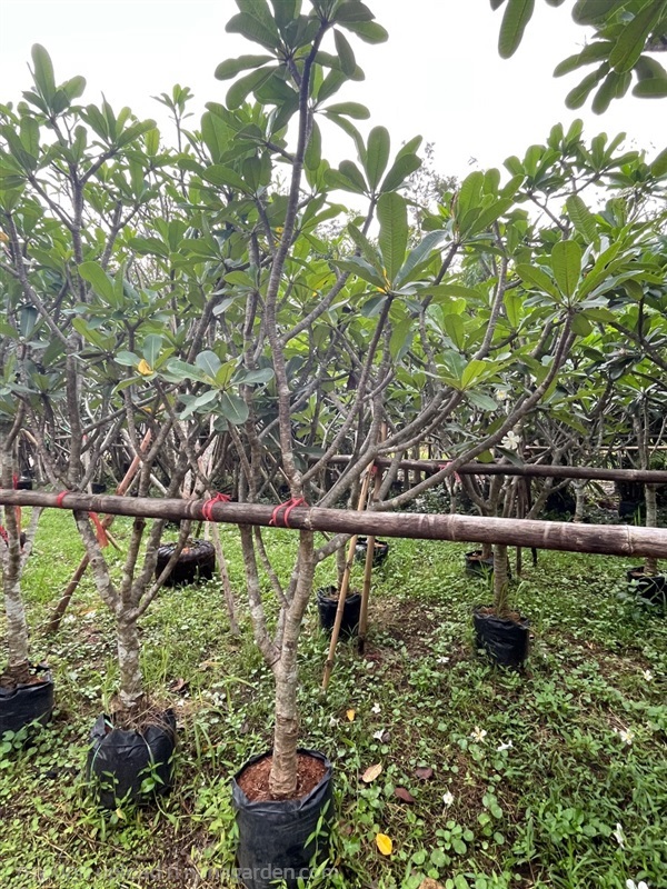 ลีลาวดี | สุนิธิพันธ์ไม้ -  ปราจีนบุรี