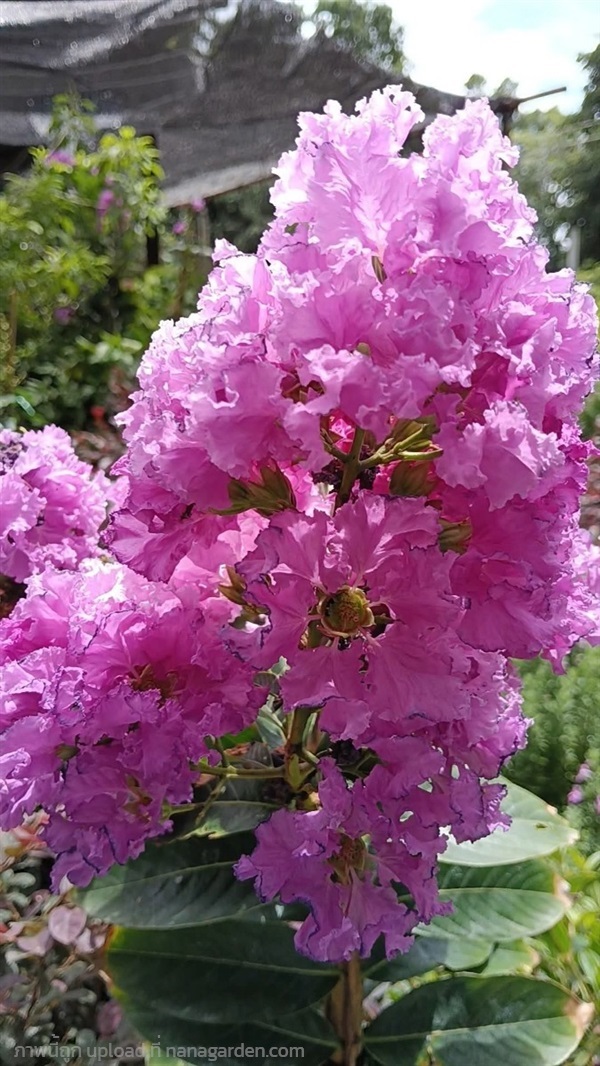 ม่วงส่าหรี กระถาง 11 นิ้ว ต้นสวยและแข็งแรง (กทม) | Kiattisak Pailay - บางกอกน้อย กรุงเทพมหานคร