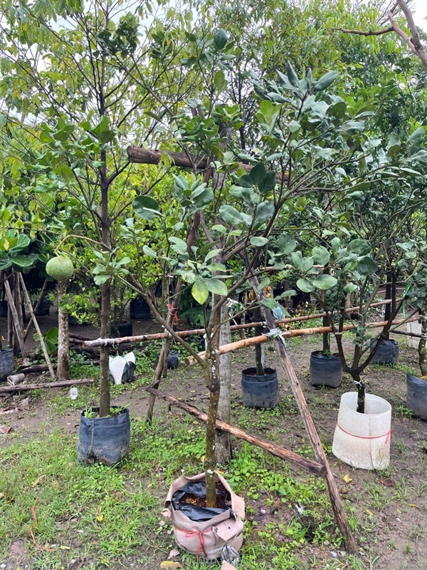 ต้นส้มโอ | ณัฐพลพันธุ์ไม้ -  ปราจีนบุรี