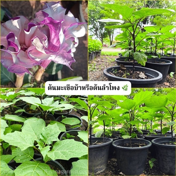 ต้นมะเขือบ้า / ต้นลำโพง | Alungkarn - เมืองราชบุรี ราชบุรี