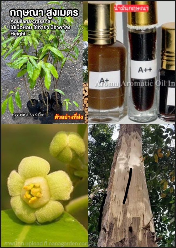 ต้นกฤษณา กฤษณา ไม้กฤษณา Eagle Wood Aquilaria crass | Shopping by lewat - เมืองมหาสารคาม มหาสารคาม