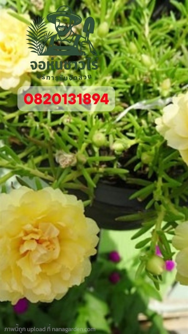 ต้นคุณนายตื่นสาย กระถาง 11 นิ้ว | จอห์นชาวไร่ บริษัทรับจัดสวน - บางบัวทอง นนทบุรี