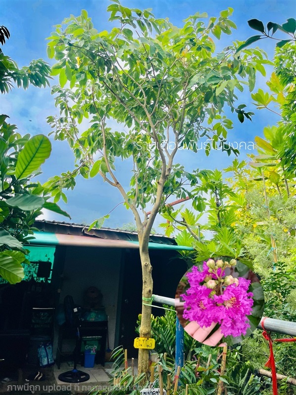 ต้นอินทนิล | เดือนพันธุ์ไม้มงคล - บางใหญ่ นนทบุรี