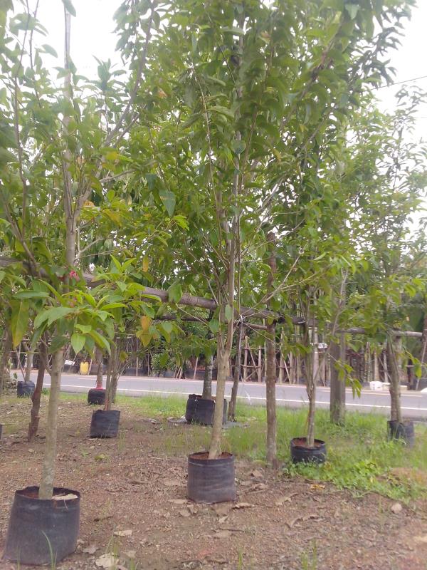 ต้นบุหงาส่าหรี | สวนกรวรรณพันธุ์ไม้ - เมืองปราจีนบุรี ปราจีนบุรี