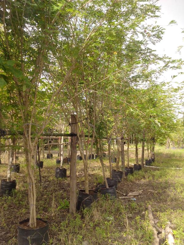ต้นพู่นายพล | สวนกรวรรณพันธุ์ไม้ - เมืองปราจีนบุรี ปราจีนบุรี