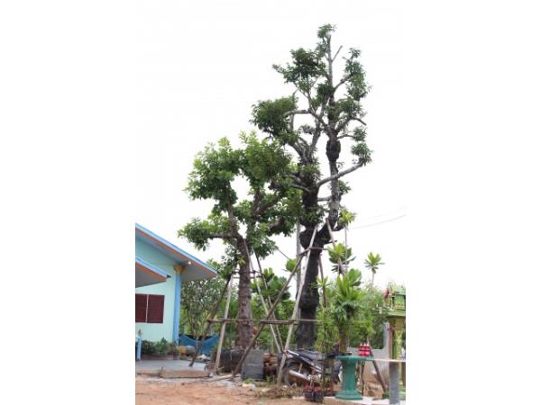ต้นนางกวัก  52 น้ิว  ยอดสูง 8 เมตร
