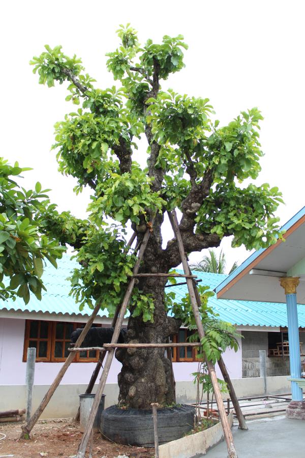 ต้นกระโดนสุดสวย 95 นิ้ว ยอด สูง 7 เมตร | ที สวนไม้ใหญ่ - เมืองสระแก้ว สระแก้ว