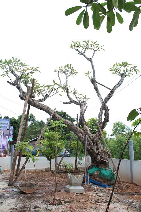 ลีลาวดี สวยมาก 57 นิ้ว อายุ 87 ปี | ที สวนไม้ใหญ่ - เมืองสระแก้ว สระแก้ว