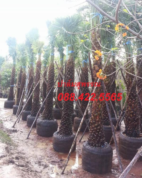 Wax Palm | ปาล์มสุพรรณ - สามชุก สุพรรณบุรี