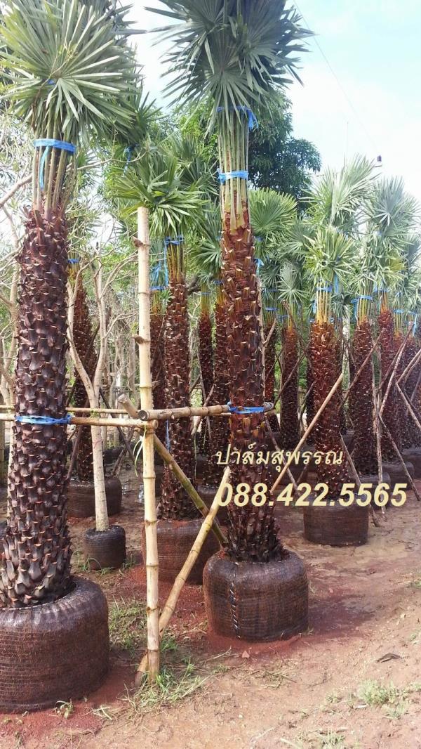 Wax Palm | ปาล์มสุพรรณ - สามชุก สุพรรณบุรี