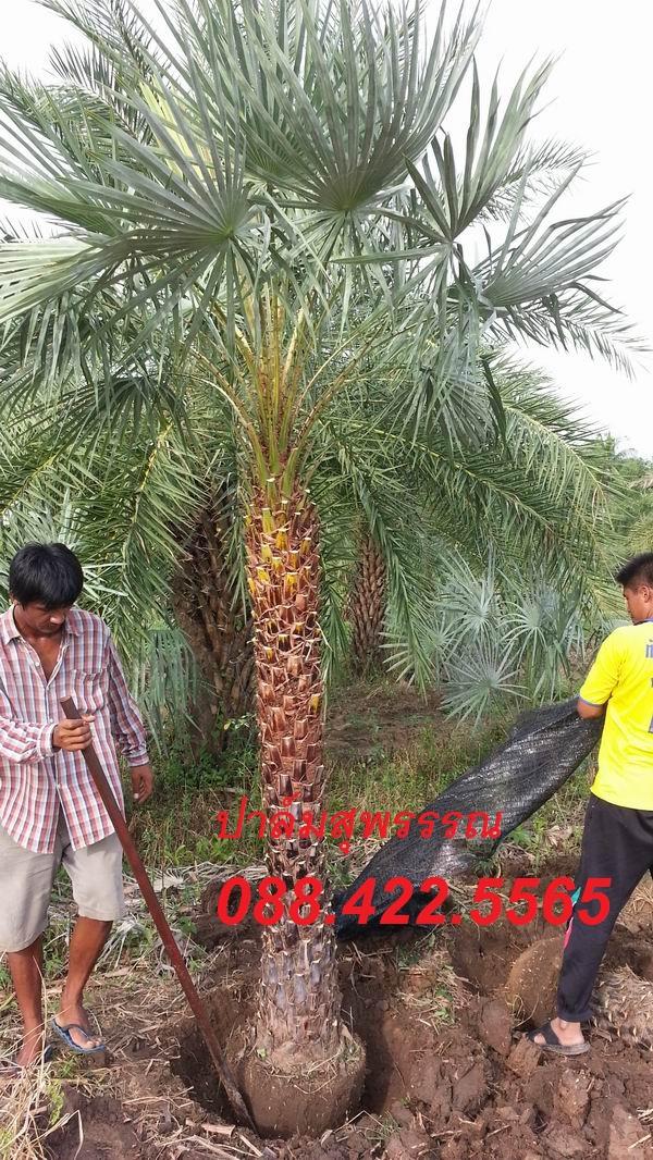 Wax Palm | ปาล์มสุพรรณ - สามชุก สุพรรณบุรี