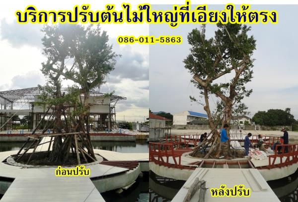 รับปรับต้นไม้ที่เอียงให้ตรง | จริงใจไม้มงคล แอนด์ แลนด์สเคป - ลำลูกกา ปทุมธานี