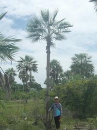 Copernicia prunifera | สวนทองรัตนะ - ศรีเทพ เพชรบูรณ์