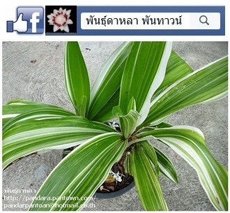 พลับพลึงด่างขาว | พันธุ์ดาหลา - เมืองเชียงใหม่ เชียงใหม่