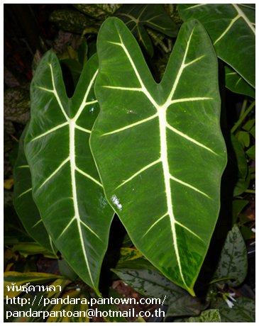 Alocasia Frydek (กำมะหยี่) | พันธุ์ดาหลา - เมืองเชียงใหม่ เชียงใหม่